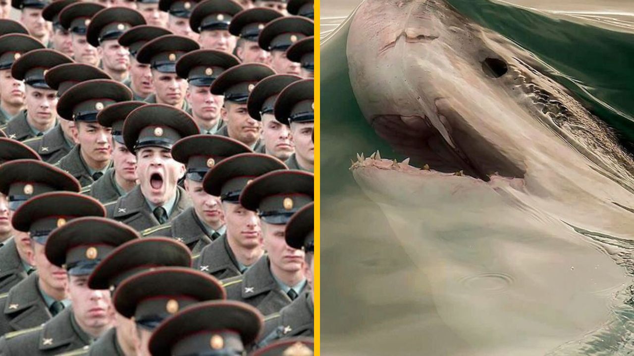 Skupina vojakov vo formácii, jeden zíva; vpravo zubatý žralok vo vode. Kontrast medzi zaujatím a prírodou.