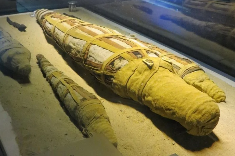 Múmia krokodíla vystavená v múzeu, obalená v látke, umiestnená na piesku pod sklom.