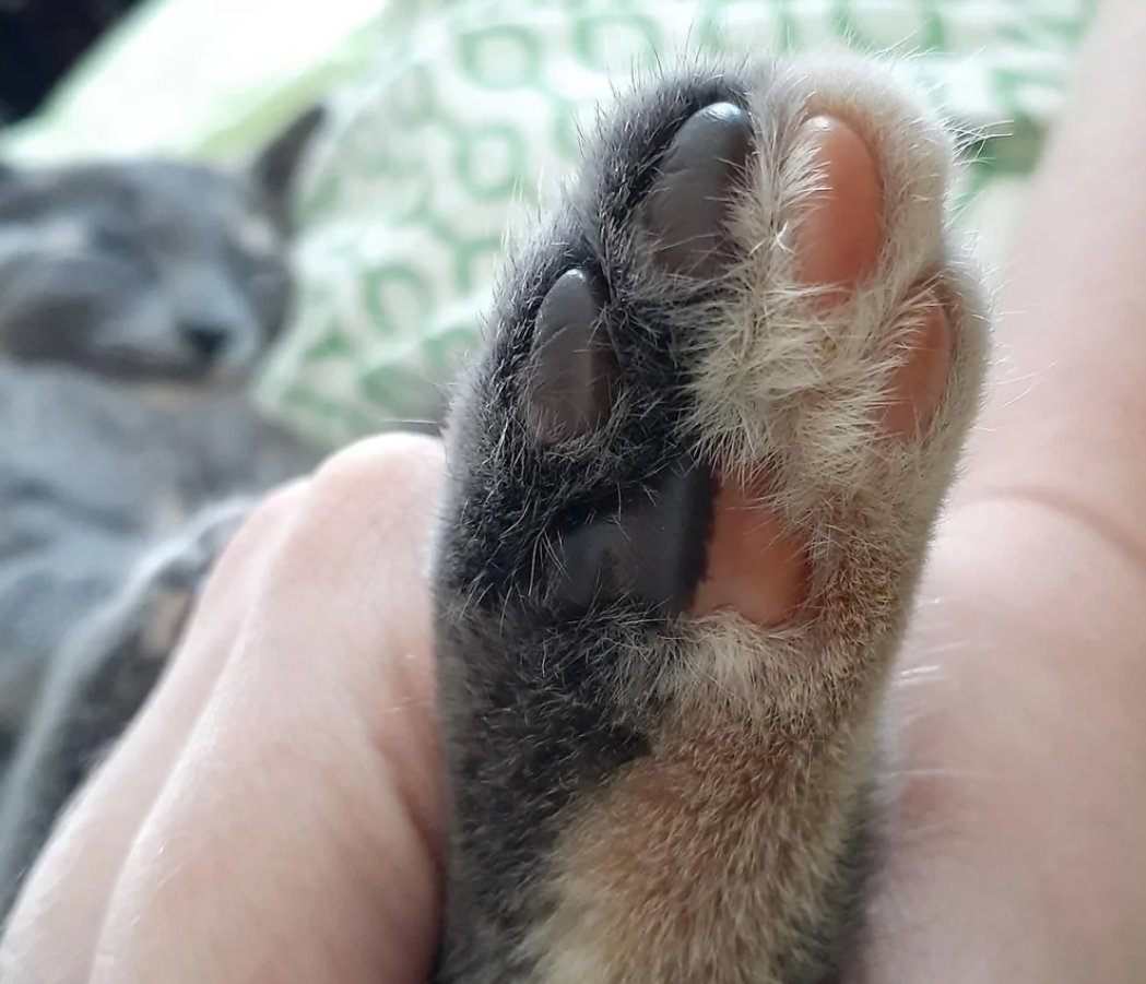 Spiaca mačka s detailom jej chlpatého labky na mäkkom pozadí.