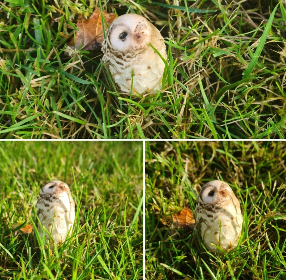 Huby pripomínajúce sovu v tráve: unikátny prírodný úkaz, detailný pohľad na rôznych miestach a uhloch.