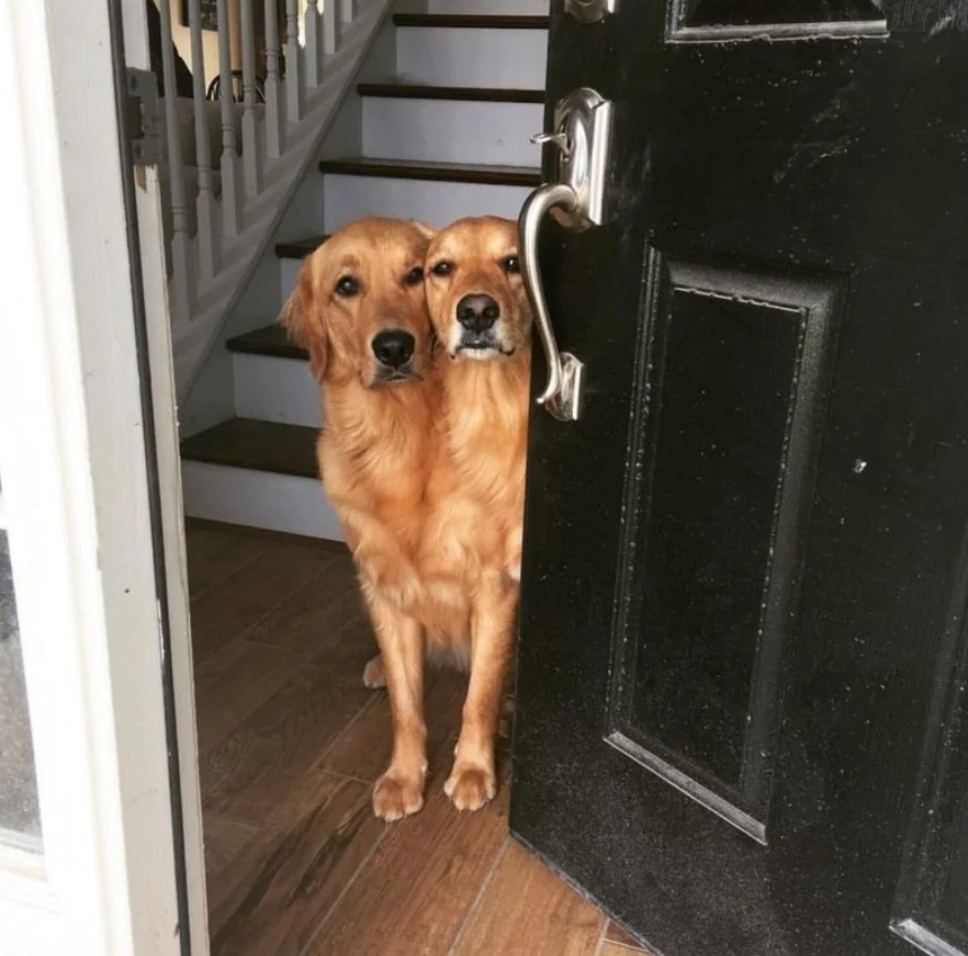 Dva zlaté retrievery vykúkajú cez otvorené dvere v dome, pripravené na novú dobrodružnú prechádzku.