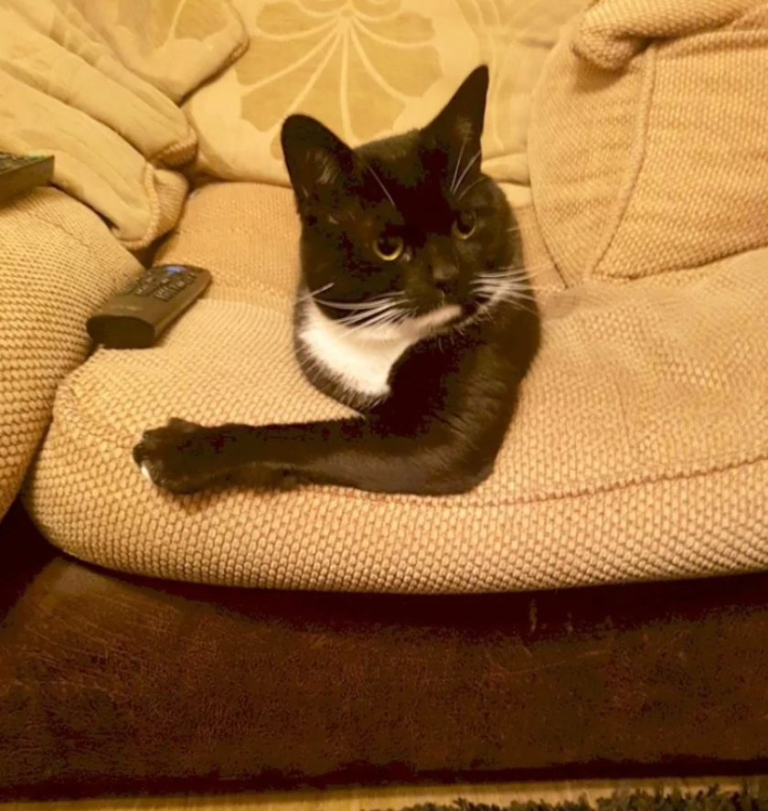 Čierno-biela mačka leží na béžovom gauči vedľa ovládača televízie, vyzerá pohodlne a spokojne.