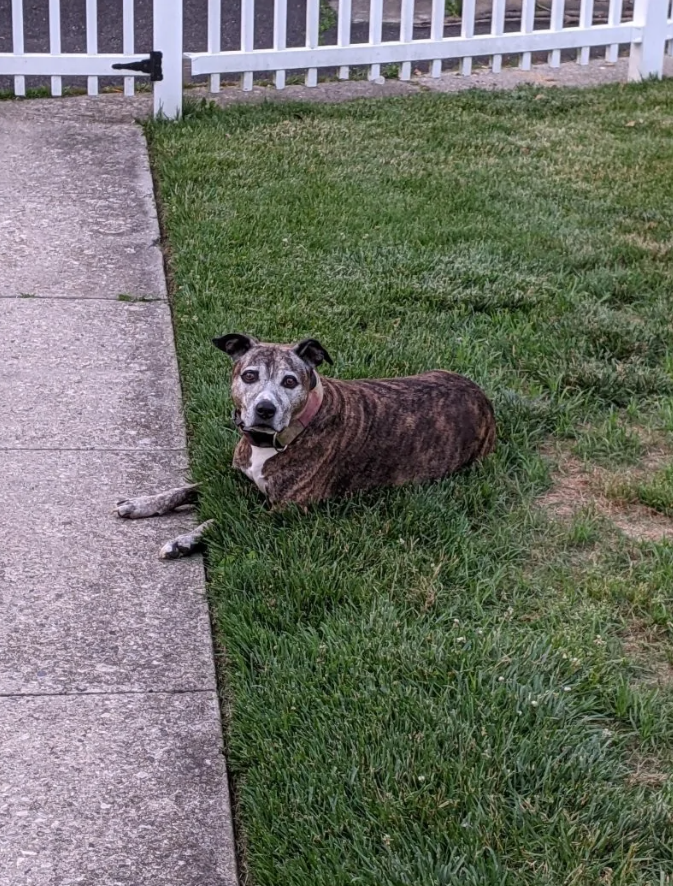 Pes leží na tráve pri betónovom chodníku, obklopený bielym plotom v záhrade.
