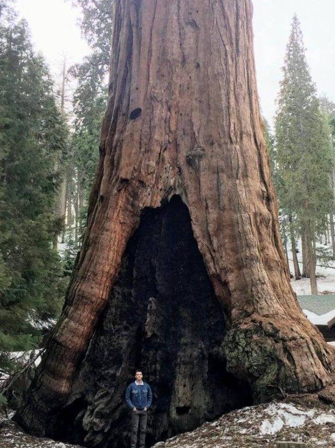 Obrovská sekvoja s dutinou, pri ktorej stojí človek ukazujúci veľkosť stromu v lesnom prostredí.
