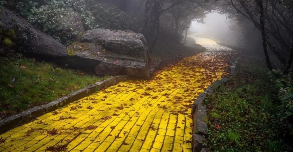 Žltá cesta pokrytá lístím vedie cez hmlistý les. Atmosféra jesene uprostred prírody.