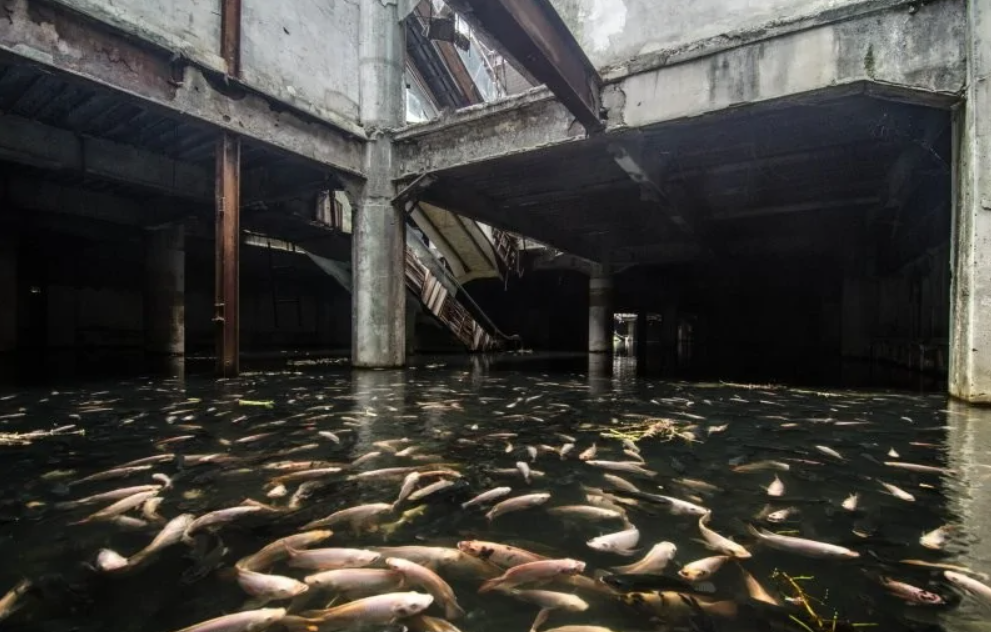 Opustená budova s vodou plnou rýb, ktorá vytvára neobvyklý podvodný ekosystém.