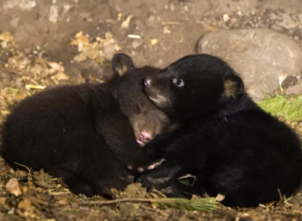 Malé medvieďatá oddychujú v objatí, obkolesené listami a vetvičkami v lese.