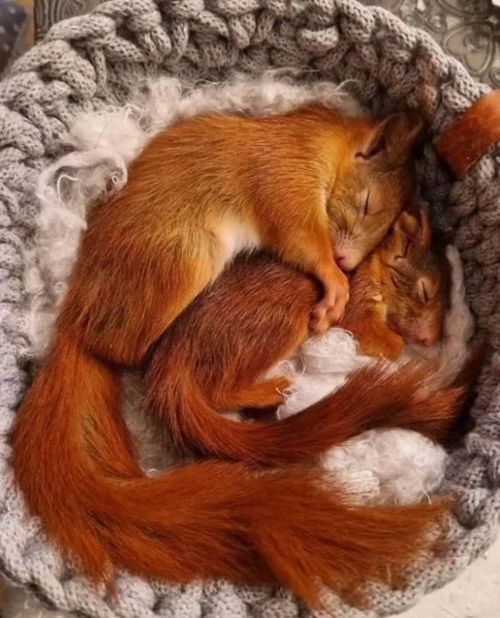 Dve spiace veveričky v pletenom hniezde, pokojne oddychujúce v objatí.