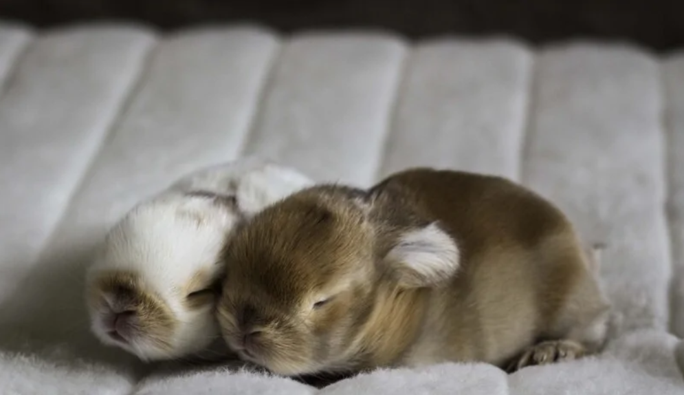 Dva spiace zajačiky na mäkkej bielej deke, odpočívajúce a pôsobiace pokojne a roztomilo.