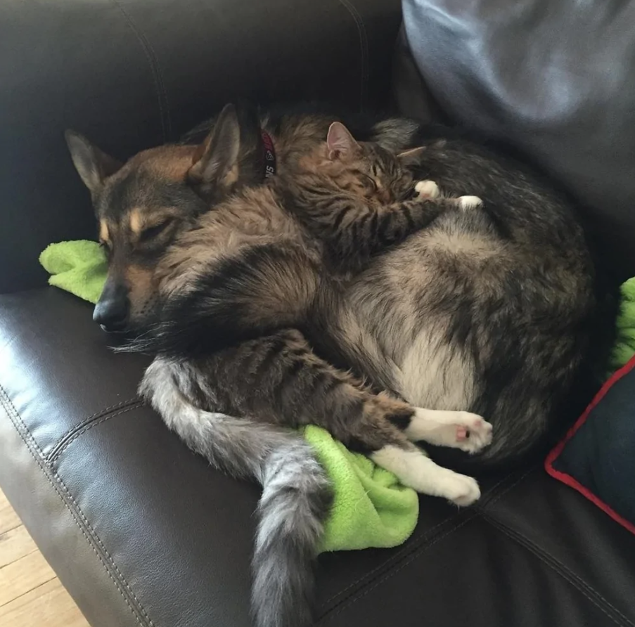 Pes a mačka spia spolu na pohovke, objímajú sa a vyzerajú spokojne.