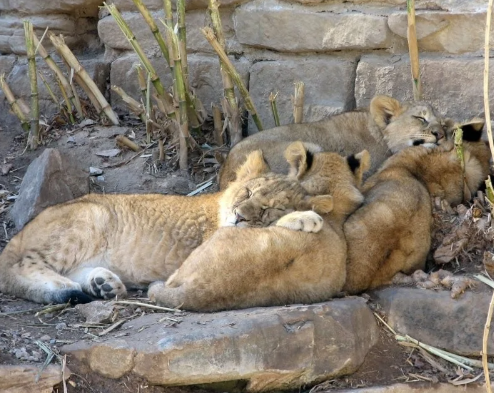 Levčatá odpočívajú v slnečnom rohu s kamennými blokmi.