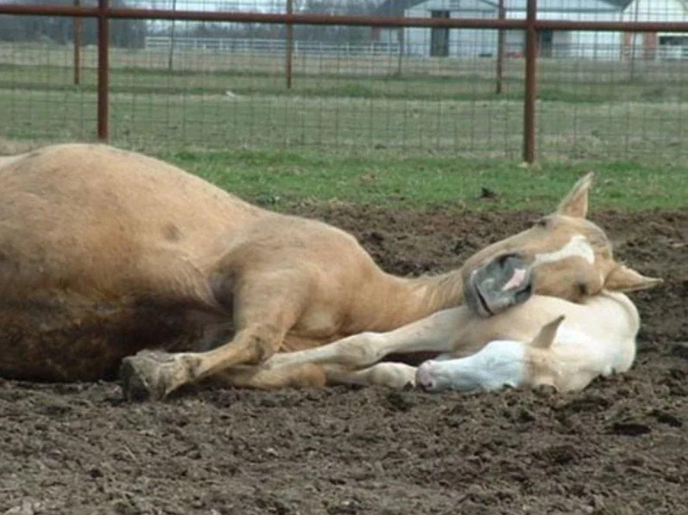 Matka a žriebä kone si odpočívajú na farme, ležiac na zemi vedľa seba.