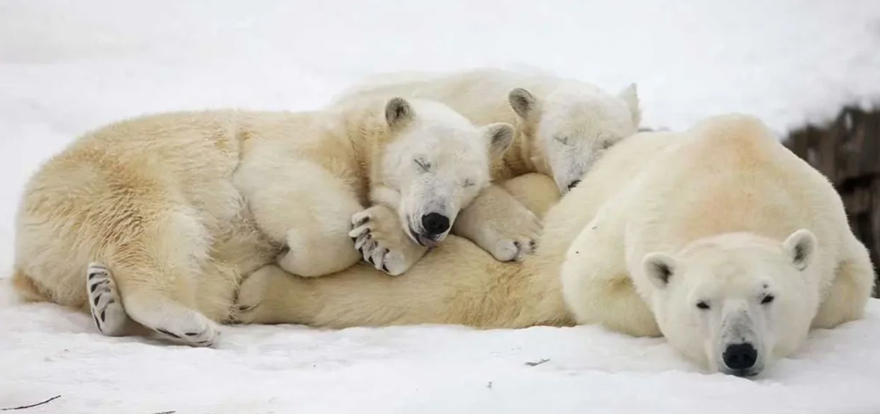 Tri spiace ľadové medvede odpočívajú na snehu.