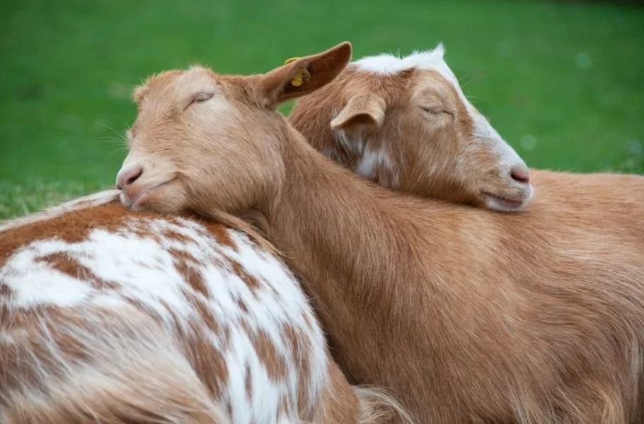 Dve kozy si pospávajú na zelenej tráve, opreté o seba, vyžarujú pokoj a pohodu.