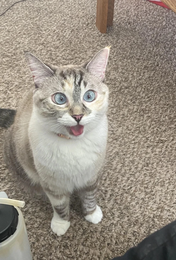 Sivá mačka s modrými očami a otvorenými ústami sedí na koberci.