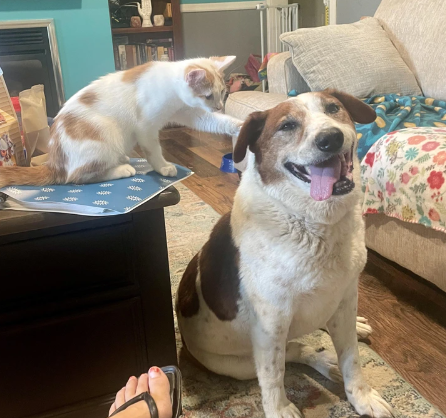 Mačka na stole sa hrá so psom, ktorý sedí na koberci a radostne vyplazuje jazyk v obývačke.