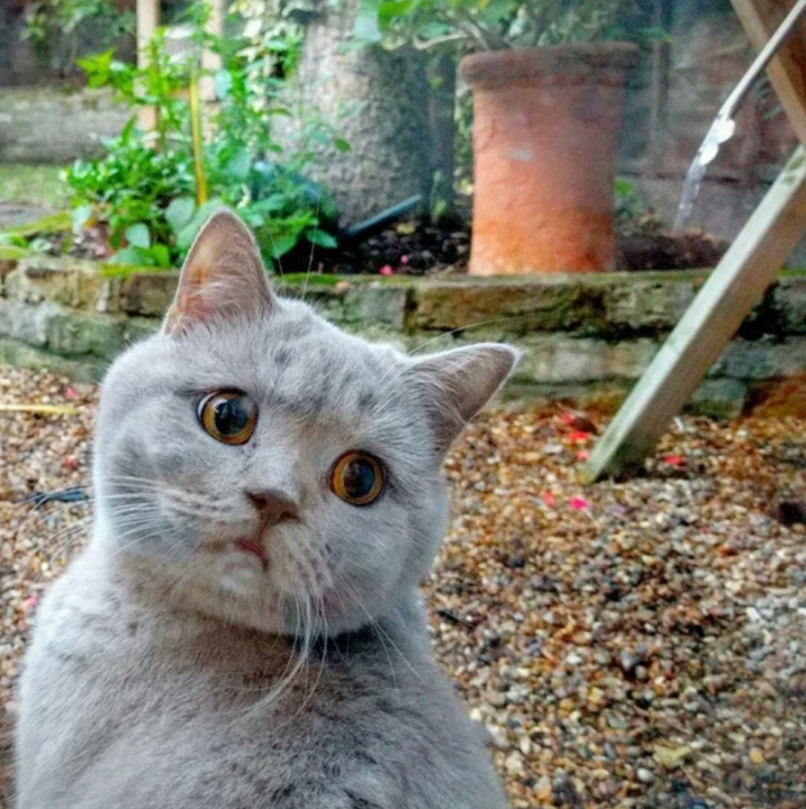 Šedá mačka vonku na záhrade so zvedavým výrazom tváre.