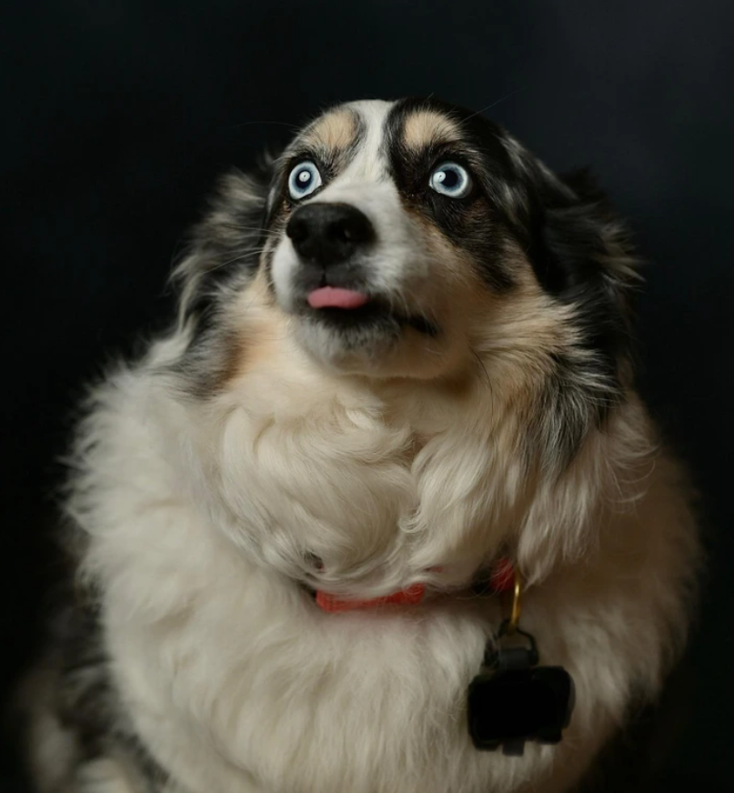 Pohľad modrookého psa s vypúleným jazykom na tmavom pozadí.