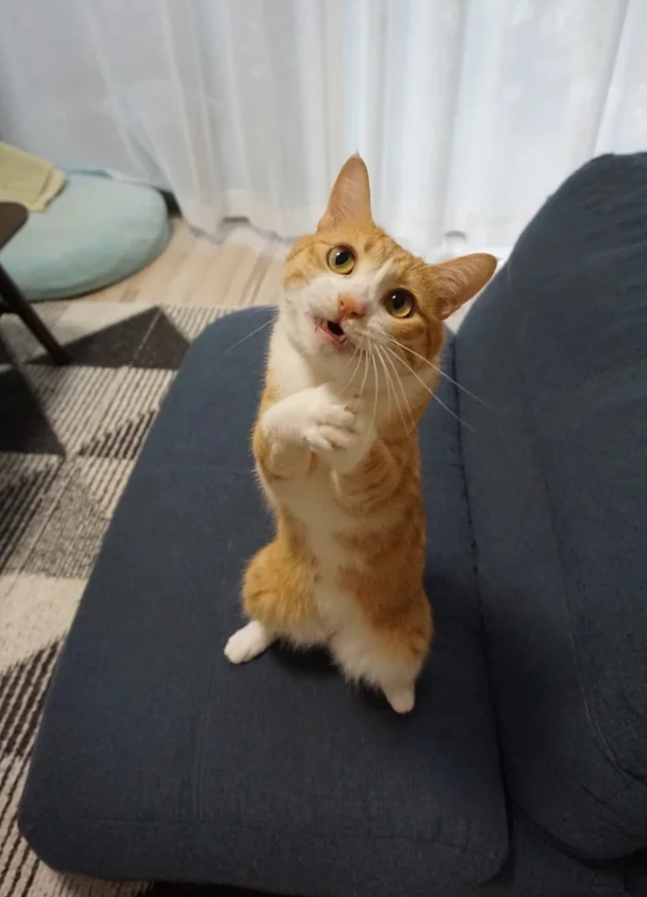 Roztomilá mačka prosíci o pozornosť stojí na zadných nohách na modrej pohovke.