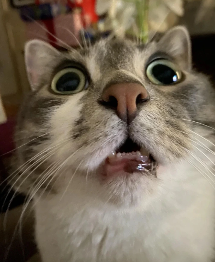 Prekvapená mačka s širokými očami a otvorenou papuľou, detailný záber na tvár.