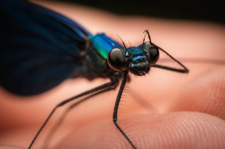Makro fotografia vážky na ľudskej ruke s detailným pohľadom na jej oči a krídla.