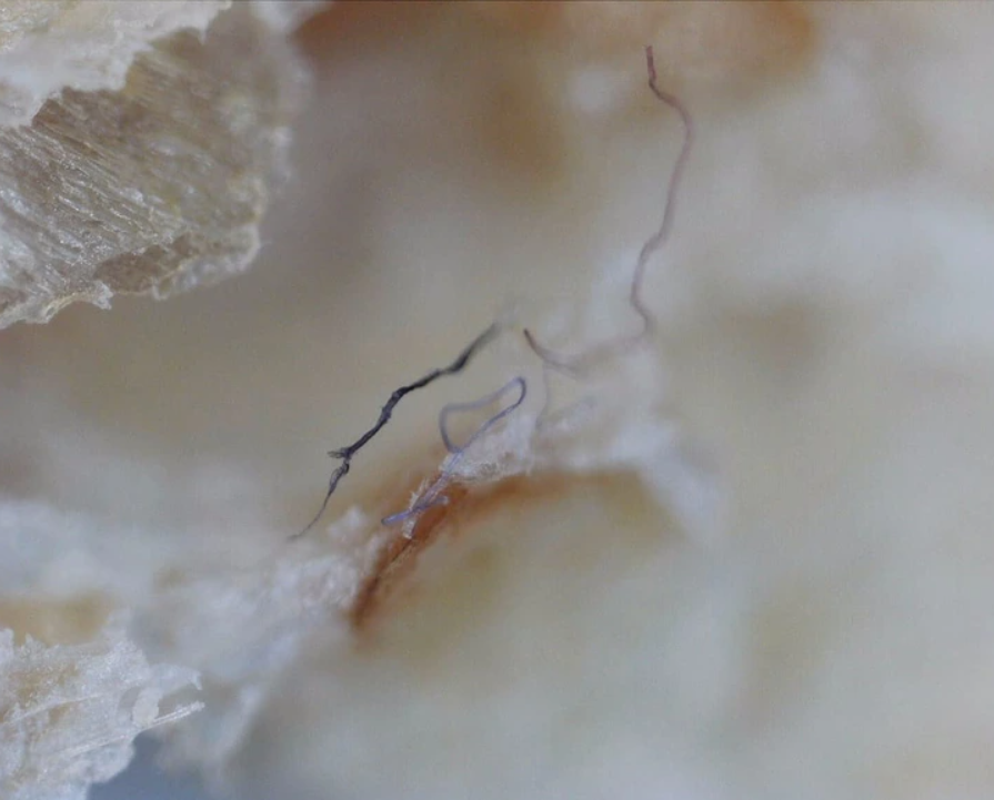 Mikroskopický záber na štruktúru organického materiálu s jemnými vláknami.