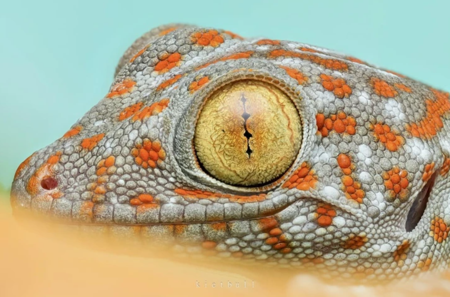 Detailný pohľad na oko gekona s oranžovými škvrnami a textúrou kože v bledomodrom prostredí.