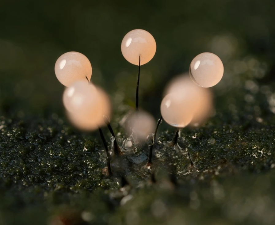 Ružové plodničky na jemných stonkách na machovitom podklade, detailná makrofotografia prírody.