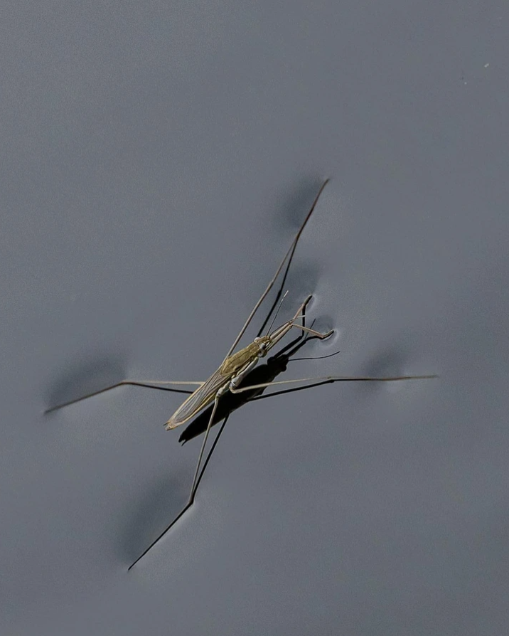 Vodný koník na hladine: hmyz krorý sa pohybuje po vode pomocou dlhých nôh.