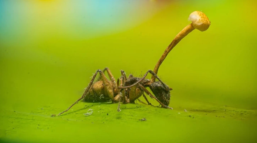 Mravec nakazený hubou Ophiocordyceps na zelenom liste.