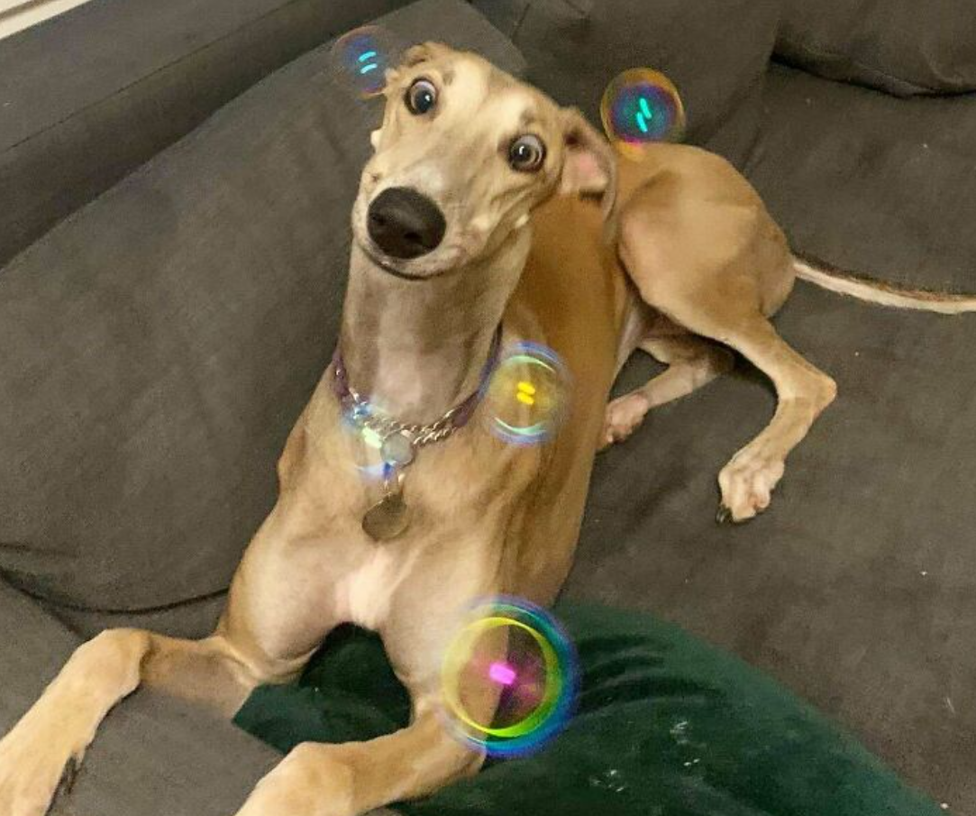 Chrt leží na gauči obklopený farebnými bublinami, s výrazom prekvapenia na tvári.