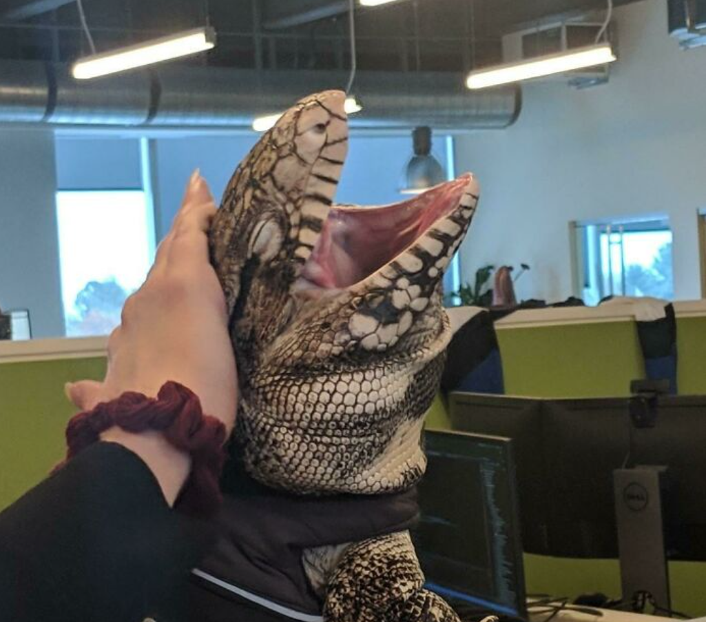 Veľký jašter v kancelárii s počítačom, držený rukou, otvorená papuľa pripravená na potlesk.