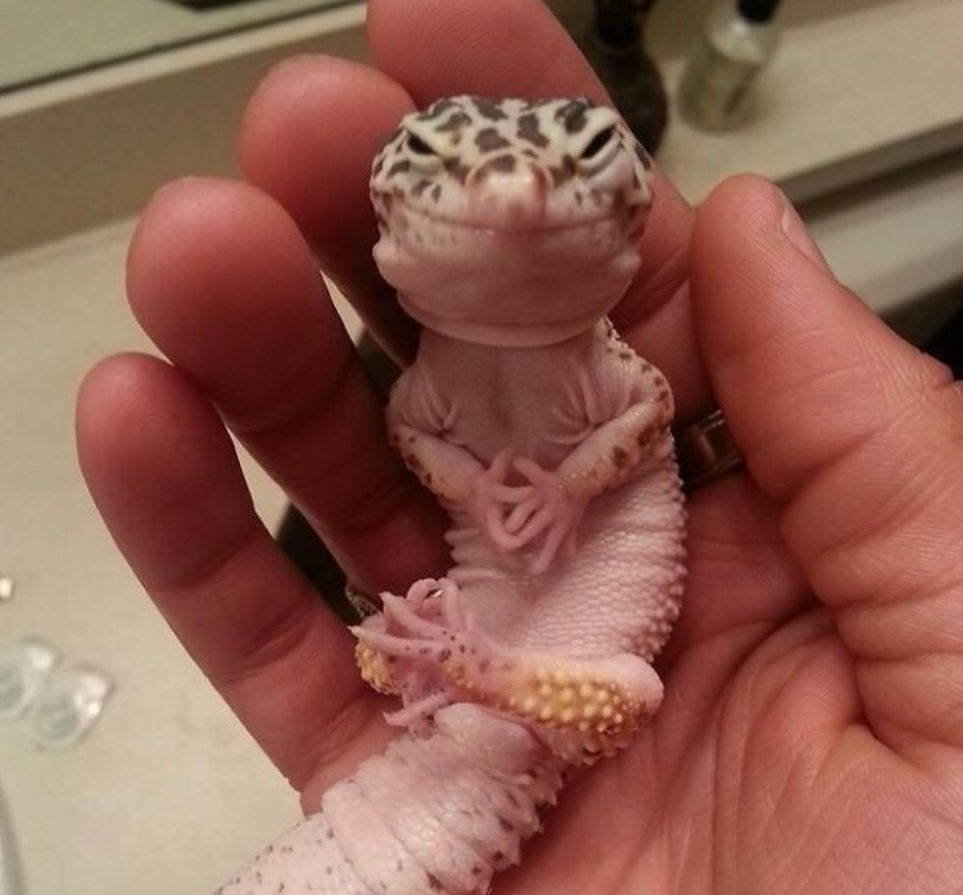 Muž drží gekona v ruke, gekon má zložené predné labky s výrazom spokojnosti.