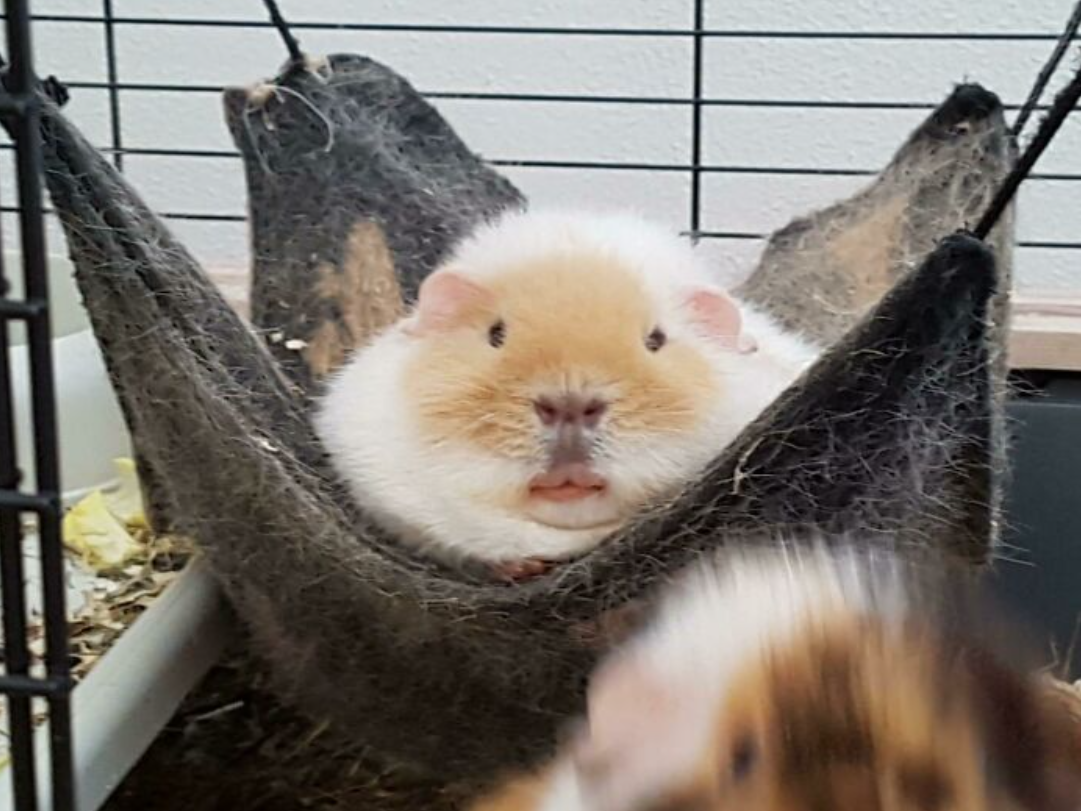 Morča odpočíva v útulnej hojdačke vo svojej klietke.