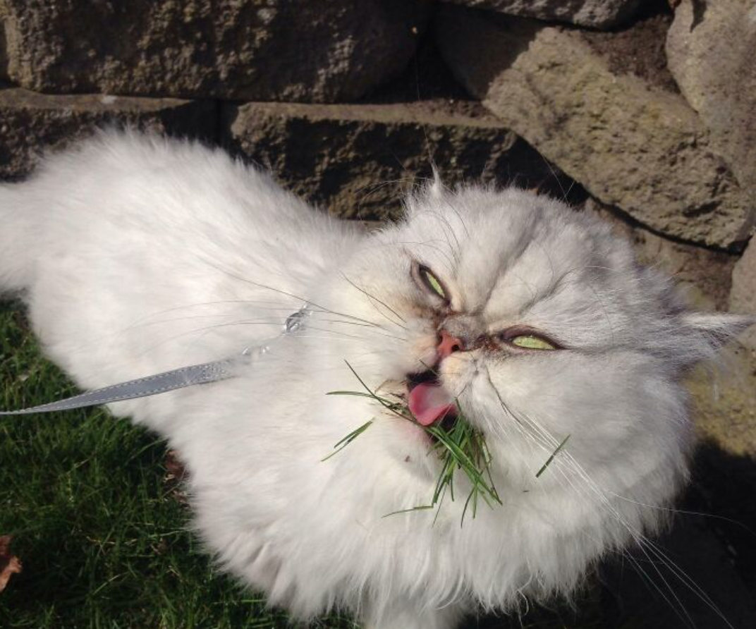 Biela chlpatá mačka na vodítku žuje trávu s výrazným výrazom tváre, stojí pri kamennom múre.