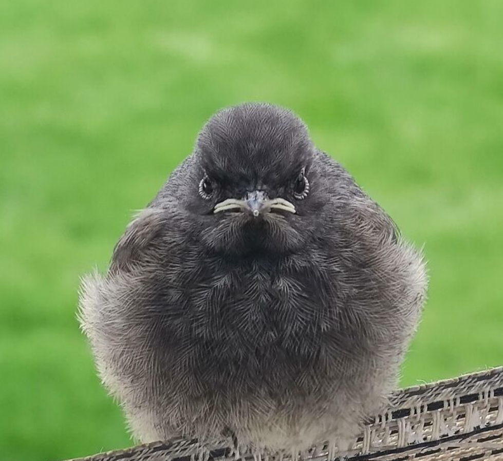 Na obrázku je vtáčik s čiernym perím, sediaci na plote, so zeleným pozadím.