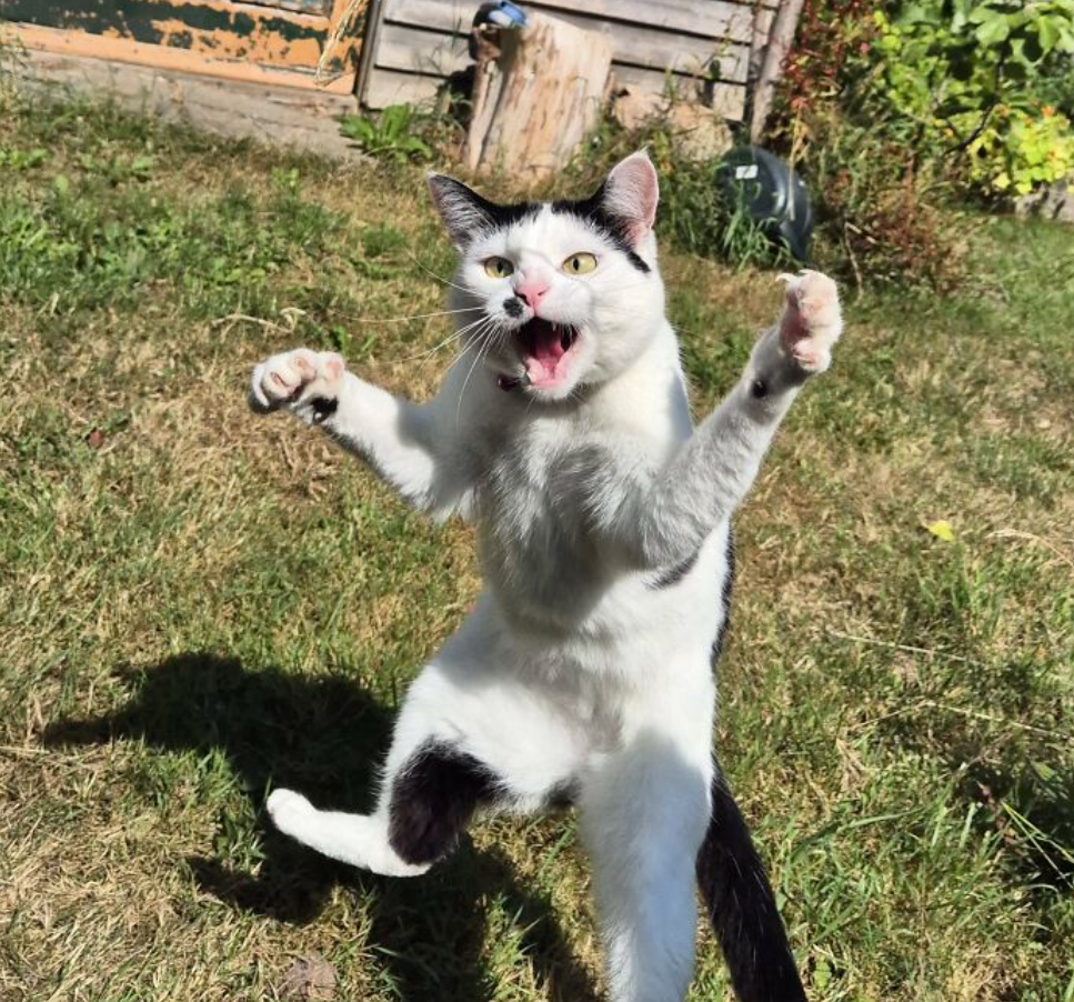 Mačka na záhrade v skoku s rozpaženými labkami a otvorenou tlamou na zelenom pozadí.