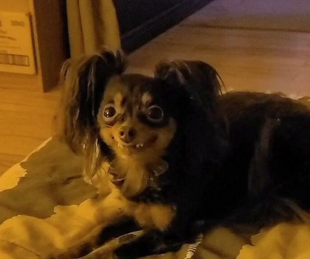 Roztomilý pes s veľkými očami leží na deke v izbovom osvetlení, vyzerá pobavene.