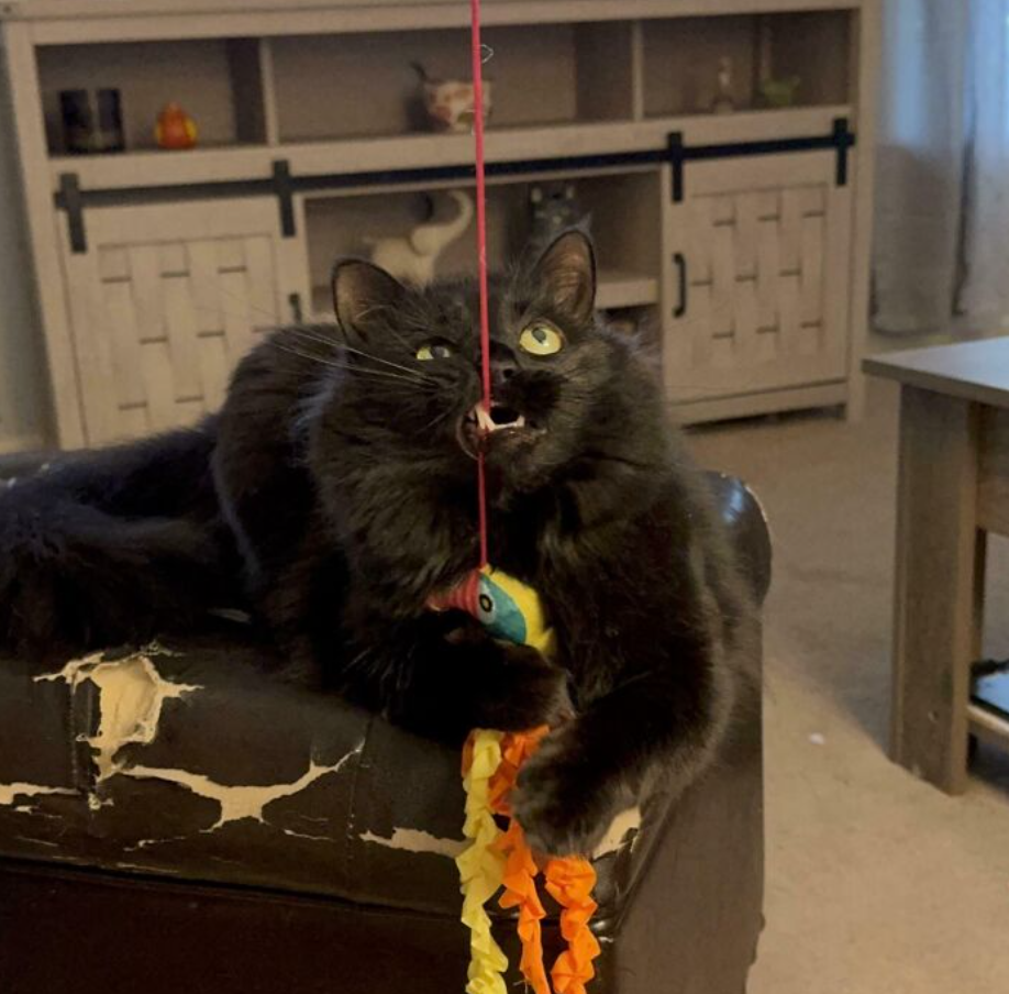 Čierna mačka na pohovke chytá farebnú hračku na šnúrke, zatiaľ čo sa hrá v obývačke.