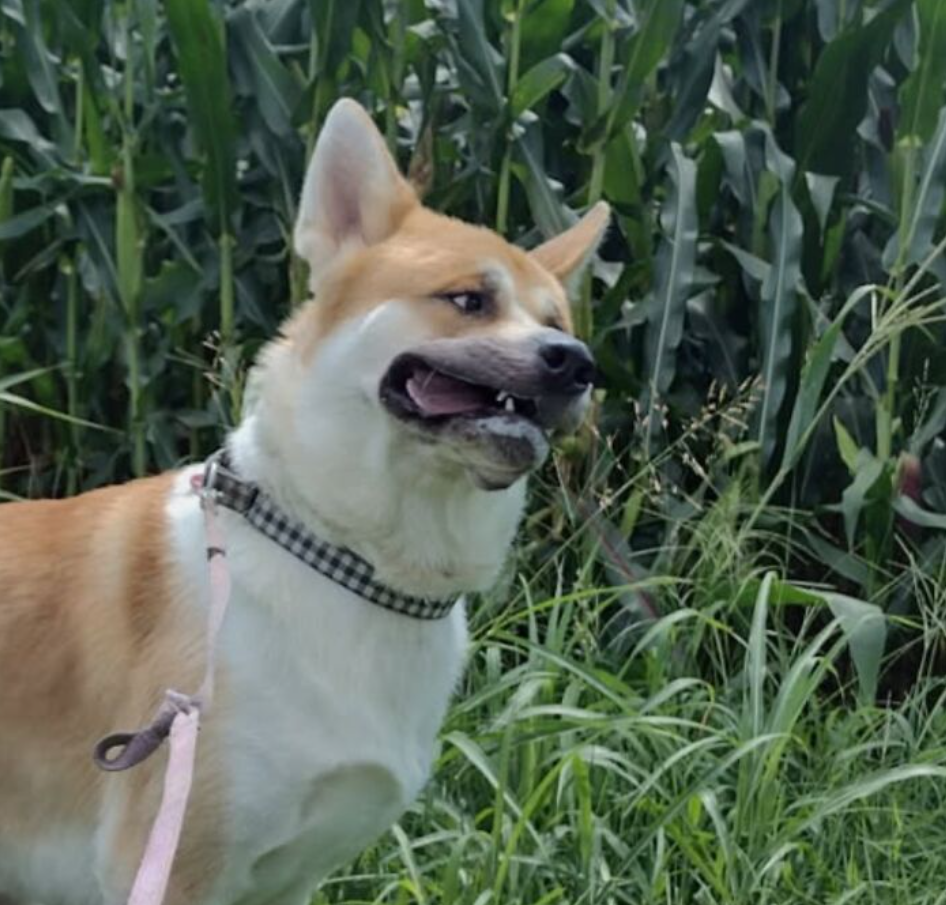 Pes na vôdzke stojí medzi vysokými stonkami kukurice a trávou, s otvorenou papuľou vo vidieku.