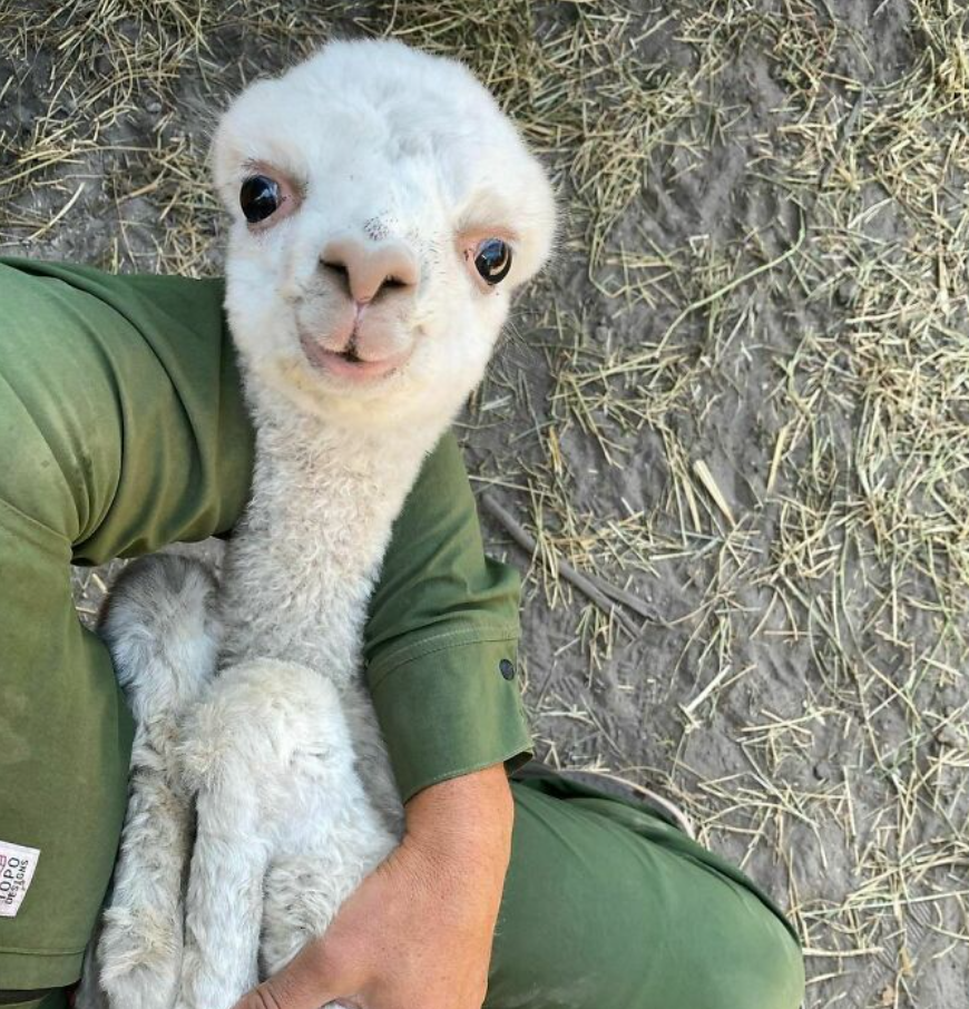 Mládě lamy v objatí človeka na seno pokrytej zemi, pohľad zhora.