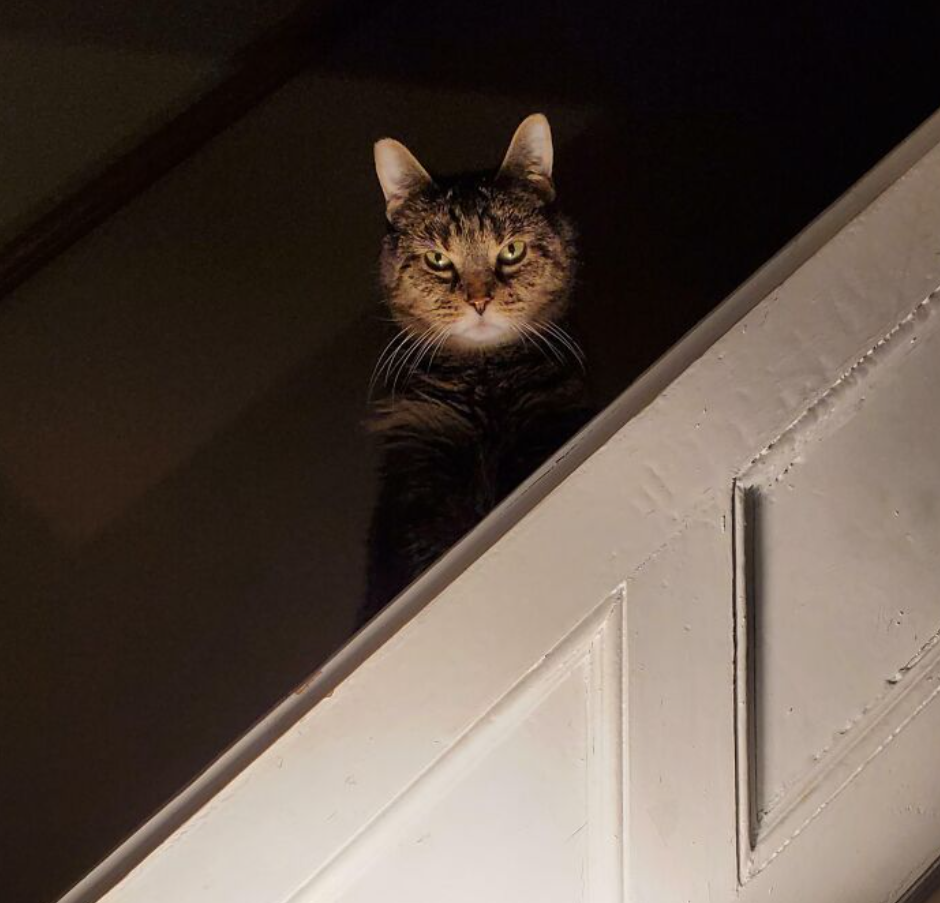 Mačka na schodisku v slabom osvetlení, pozorujúca zhora s prenikavým pohľadom.