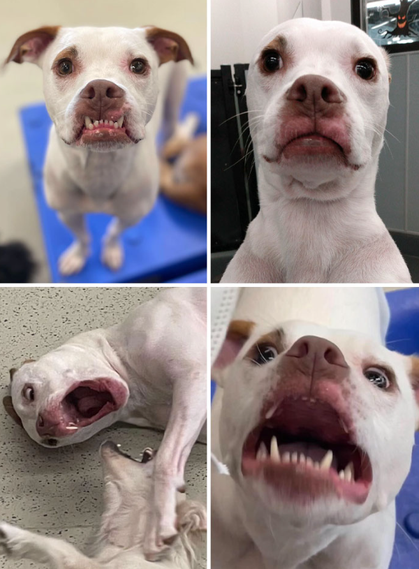 Roztomilý biely pes so zábavnými výrazmi tváre na viacerých fotkách.