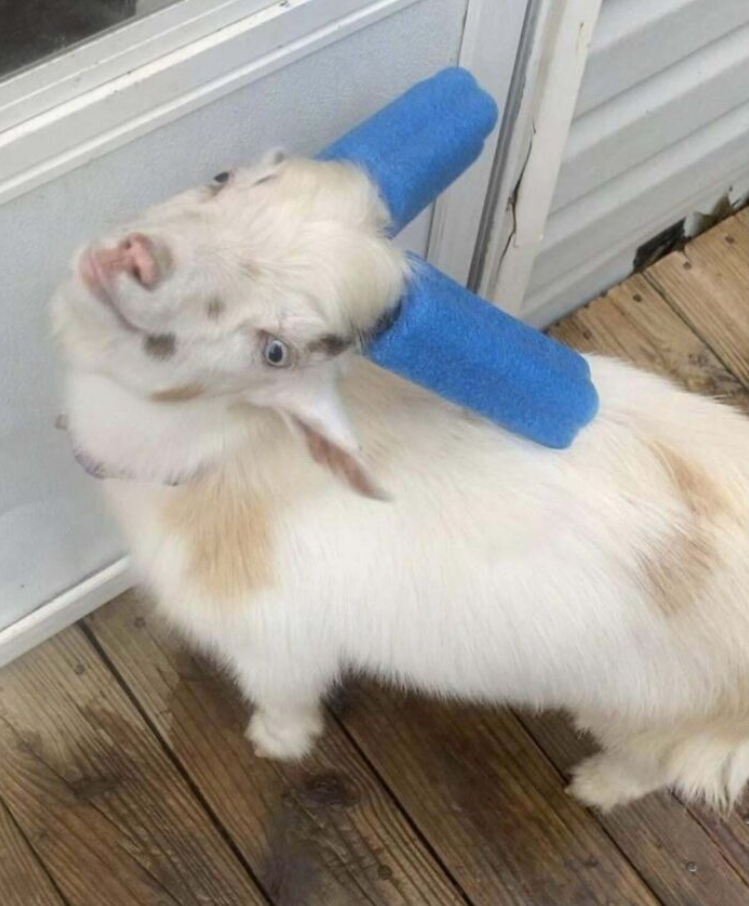 Koza s modrými penovými valcami na rohoch stojí na drevenej verande a pozerá sa do objektívu.