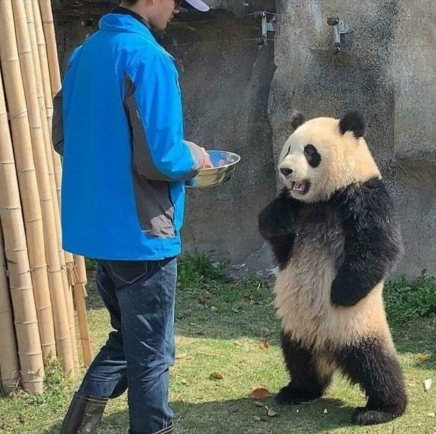 Panda stojí na zadných a čaká na jedlo od človeka v modrej bunde v zoologickej záhrade.