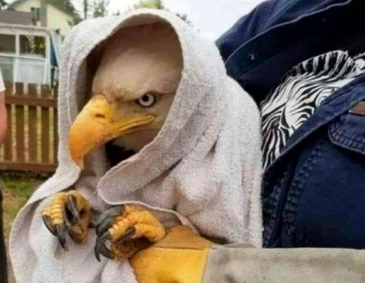 Orol zahalený v uteráku, jemne držiaci pazúry, sediaci na rukách človeka v prírode.