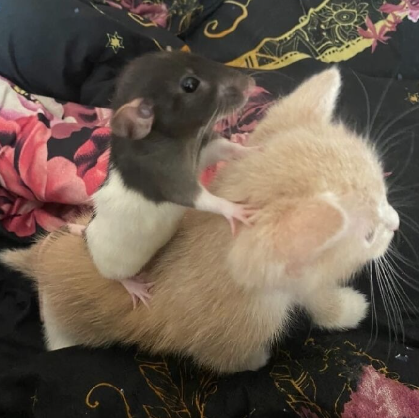 Malá potkanica sedí na chrbte mačiatka na farebnej prikrývke.