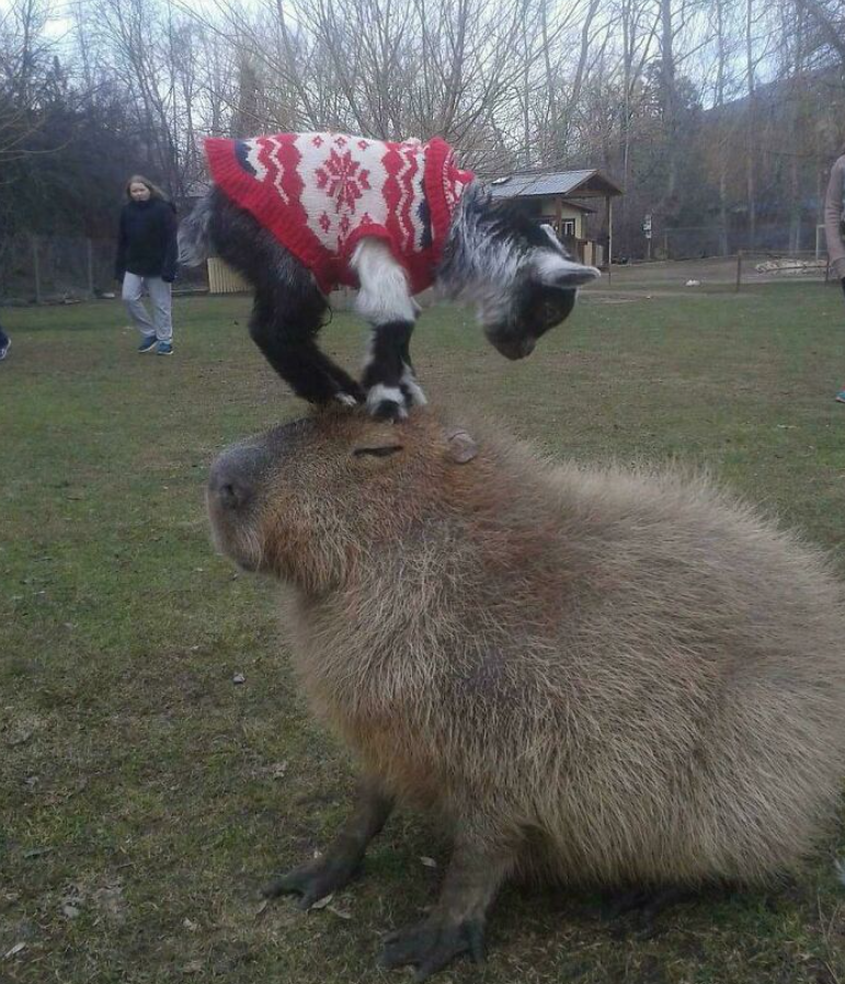 Kozľa v červenom svetri stojí na hlave kapybary v prírodnom prostredí.