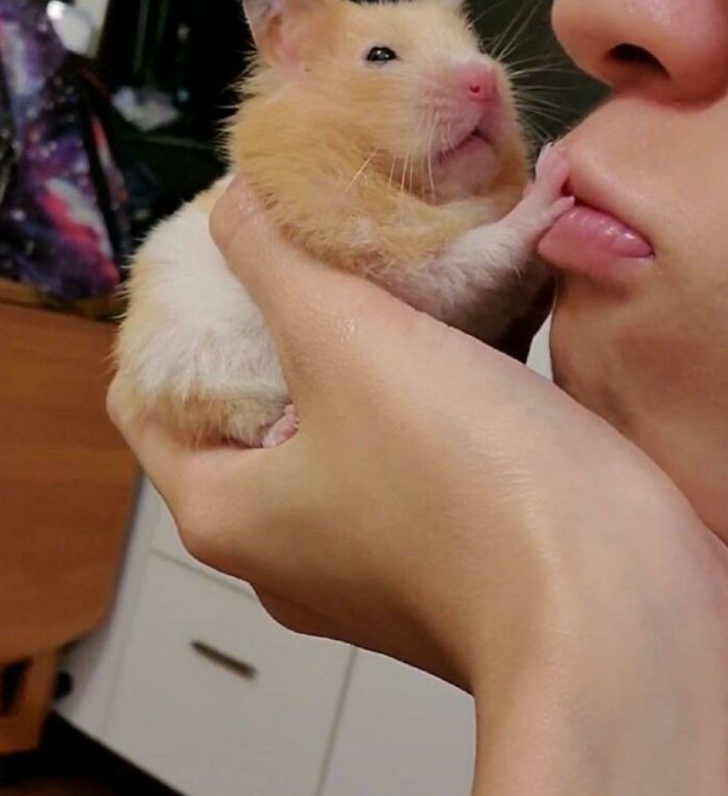 Osoba drží škrečka, ktorý sa dotýka jej tváre labkou v blízkom zábere, domáca miláčik scéna.