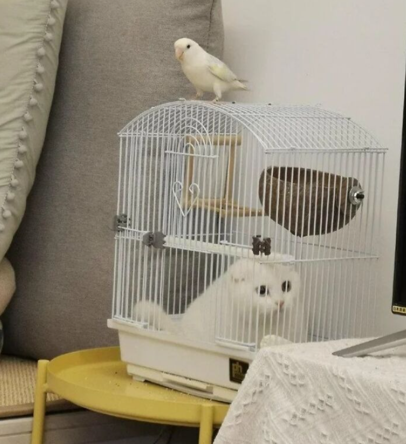 Biely papagáj sedí na klietke, v ktorej je mačka. Klietka stojí na žltom stole pri gauči.